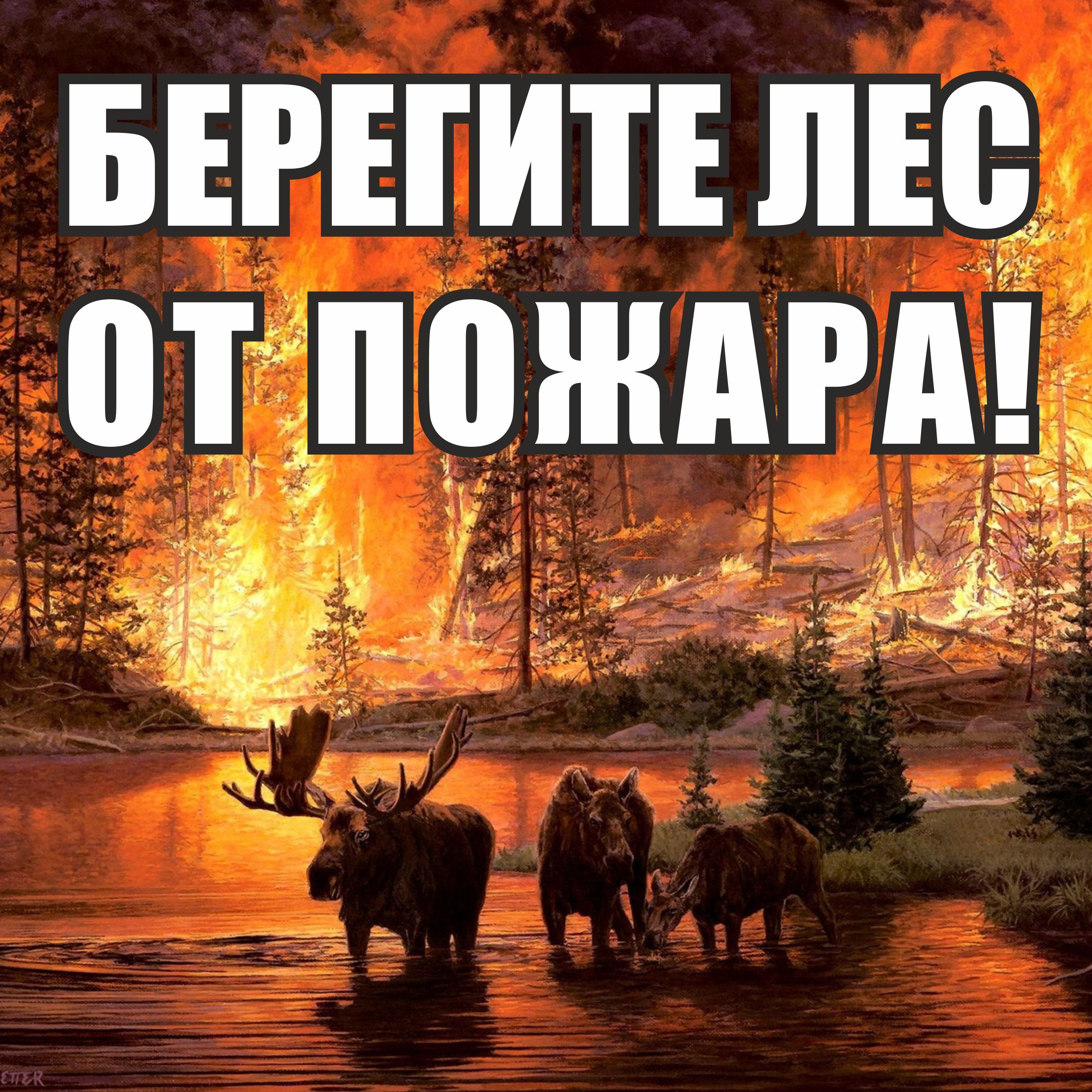 Стенды и аншлаги в лес
